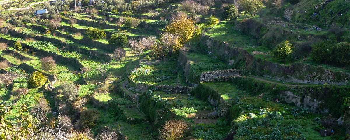 lanskap kebun zaitun di Jerusalem (foto: UNESCO)